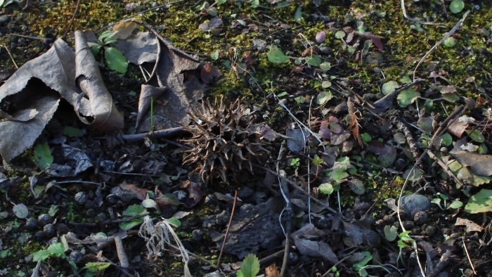 足元のモミジバフウの実