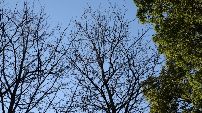 モミジバフウの木