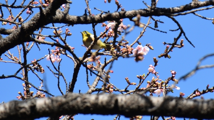 カンザクラの花