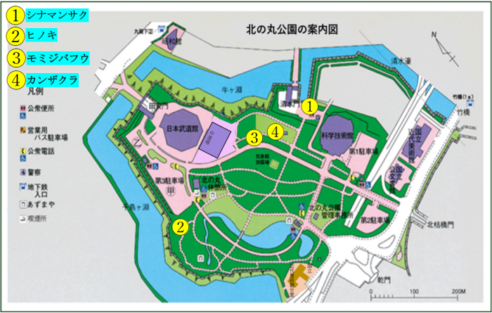 シナマンサク、モミジバフウ、ヒノキ、カンザクラの位置図
