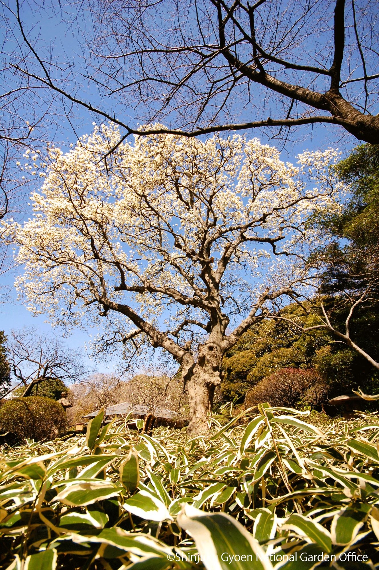 ＃ハクモクレン_tate_001　