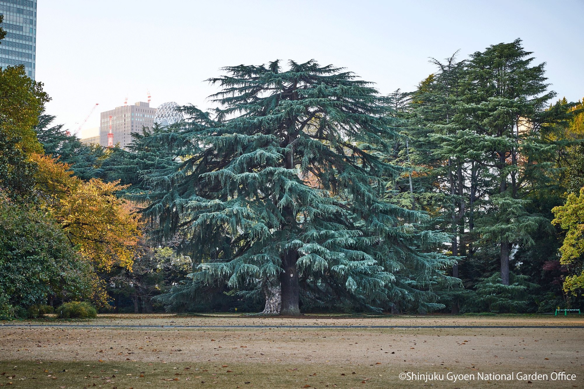 ＃ヒマラヤシーダー001　