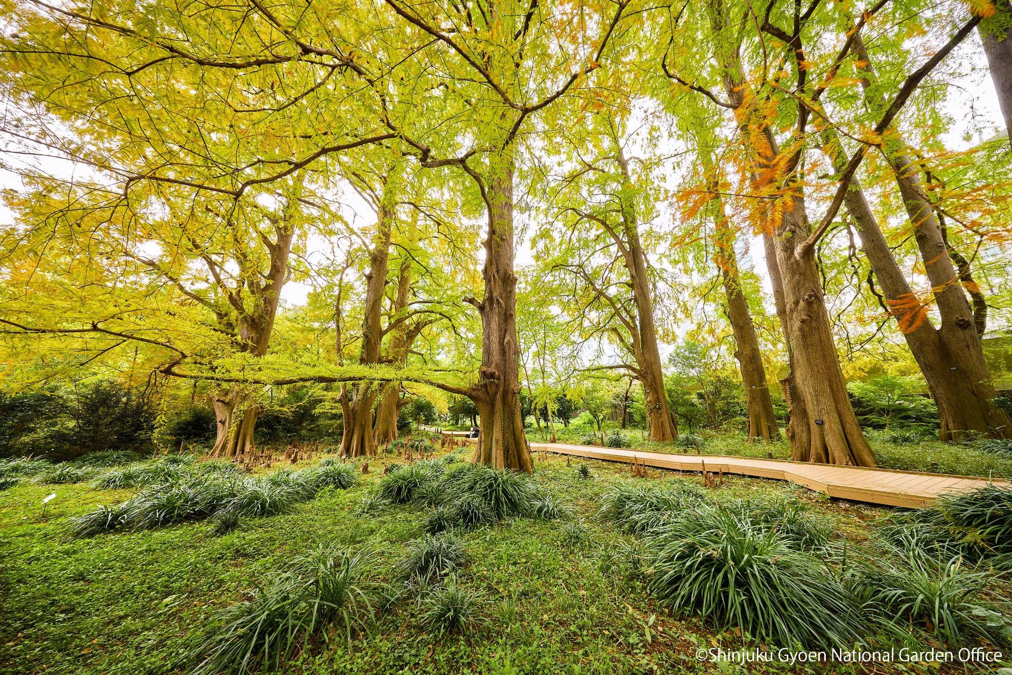 ＃ラクウショウ001　