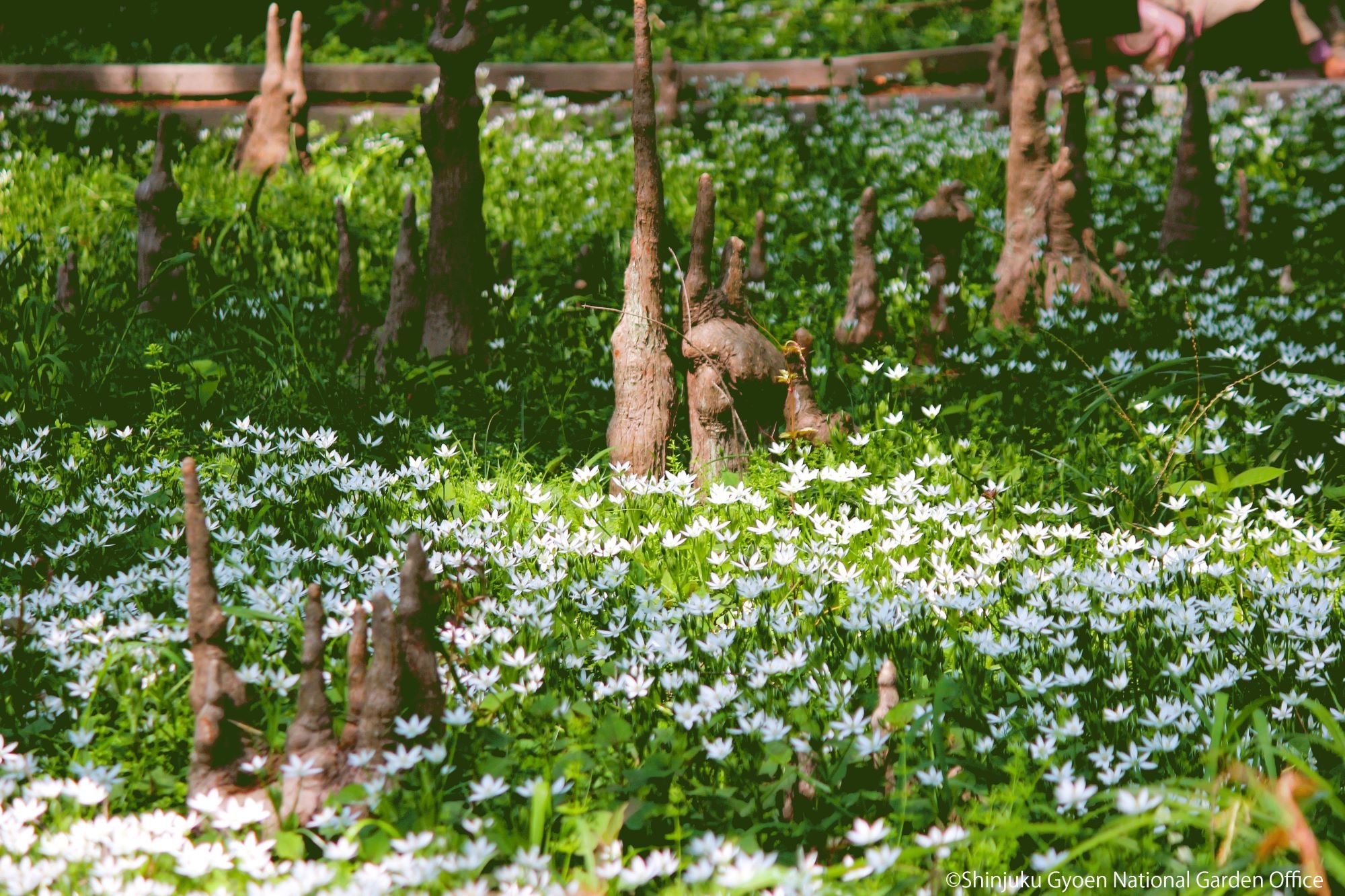 ＃ラクウショウ002　