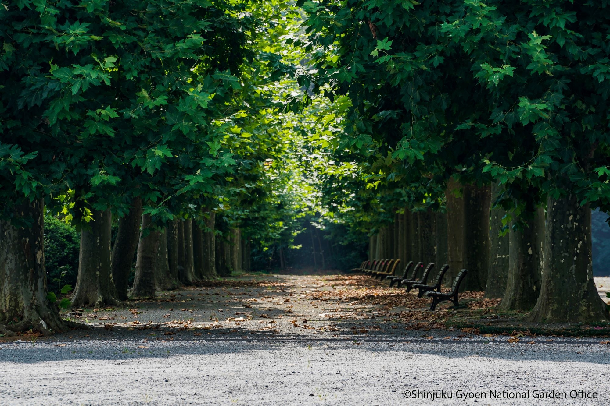 ＃プラタナス001　