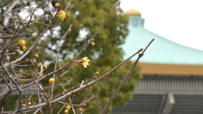ソシンロウバイと武道館