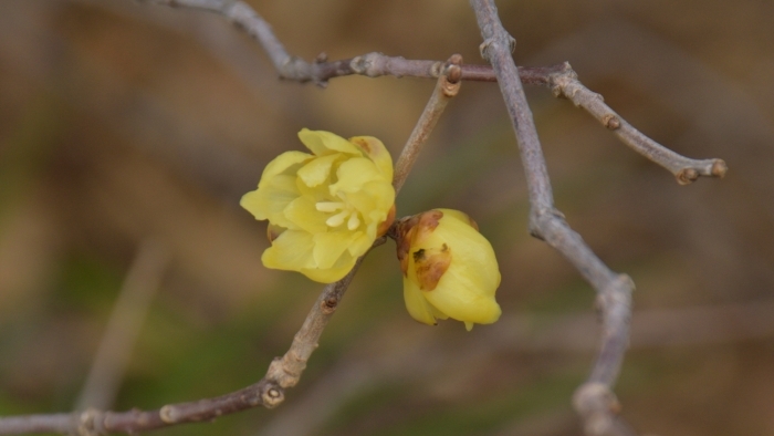 ソシンロウバイの花