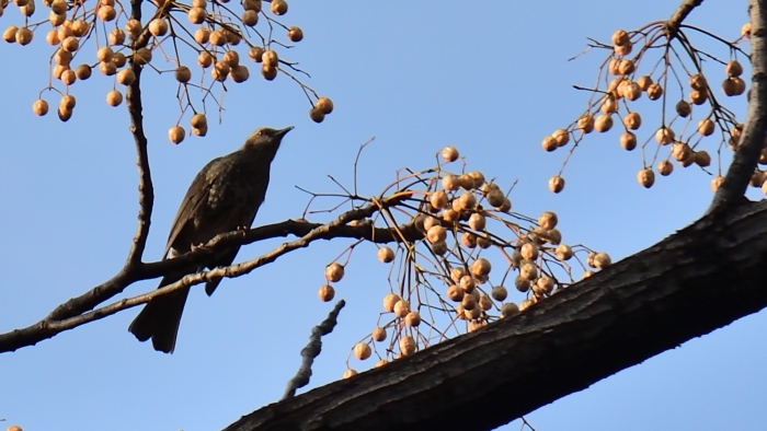 センダンの実とヒヨドリ