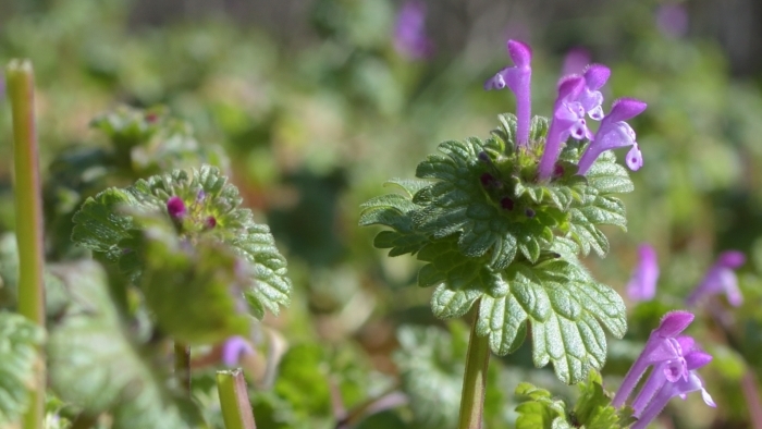 ホトケノザの様子