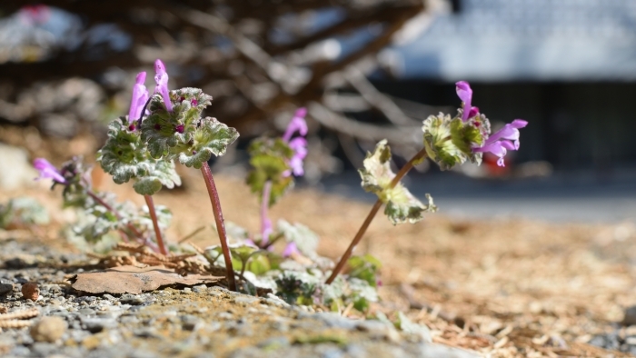 科学技術館の前に咲くホトケノザ