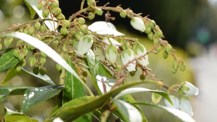 咲いたばかりのアセビの花