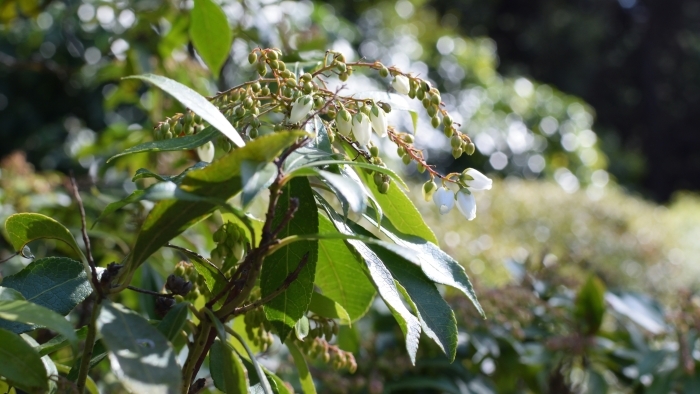 咲いていないつぼみが多いアセビ
