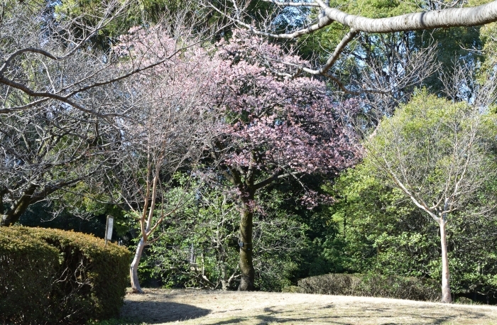 カンザクラの木