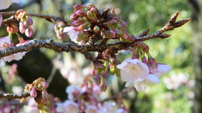 カンザクラの花とつぼみ