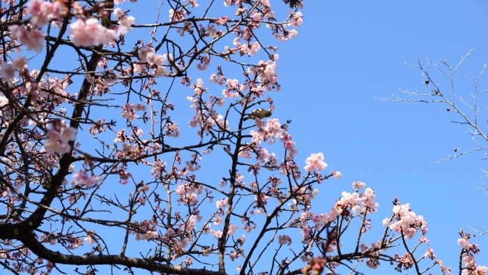 見上げた先のカンザクラとメジロ