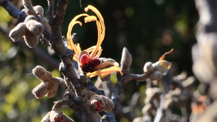 アカバナマンサク