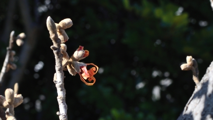 咲きはじめのマンサク