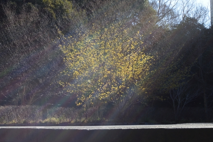 朝日のなかのシナマンサク