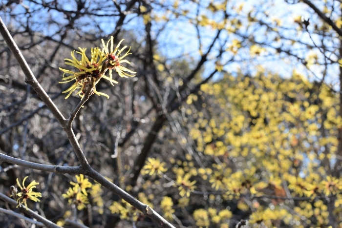 満開のシナマンサク