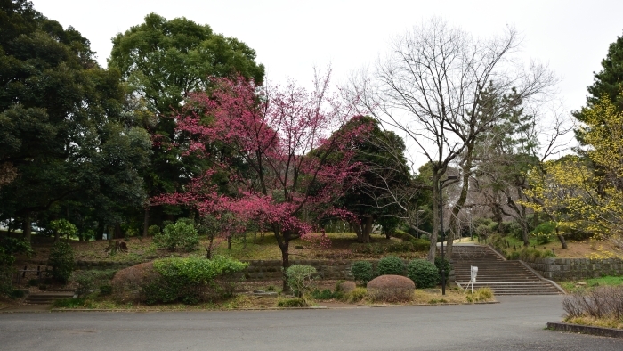 ヒマラヤヒザクラ全景