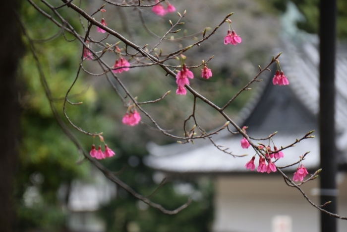 下向きに咲くヒマラヤヒザクラ