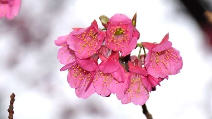 ヒマラヤヒザクラの花