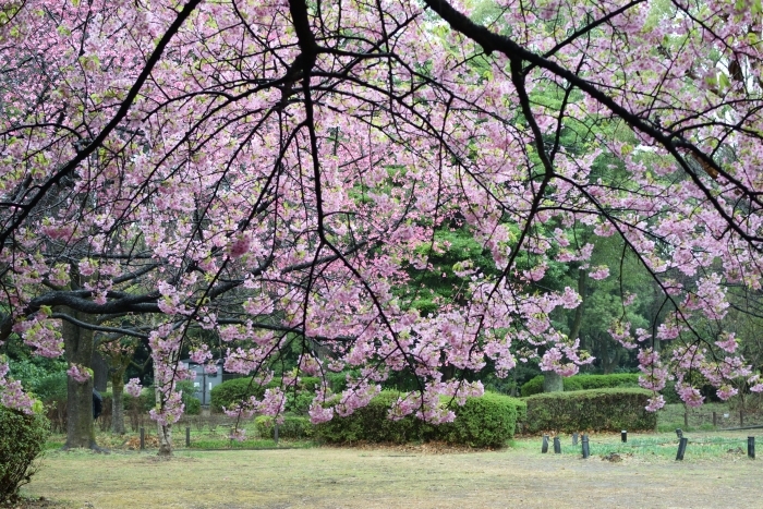カワヅザクラの木の下からの眺め