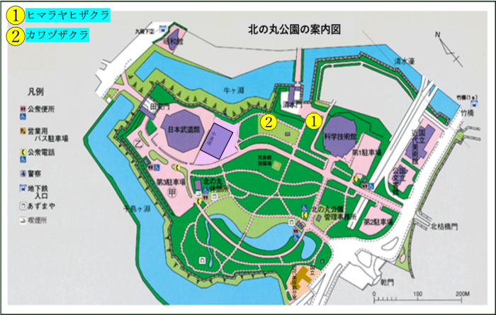 ヒマラヤヒザクラ、カワヅザクラの位置図
