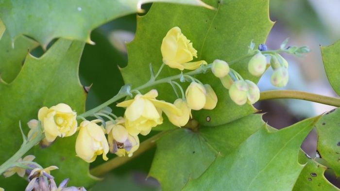 ヒイラギナンテンの花