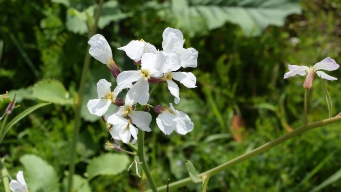 ハマダイコンの花