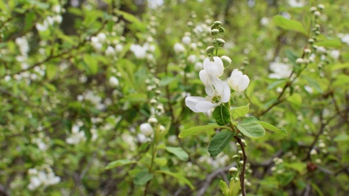 リキュウバイの花