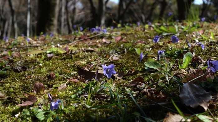 モミジ林のタチツボスミレ