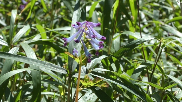 ムラサキケマンの花
