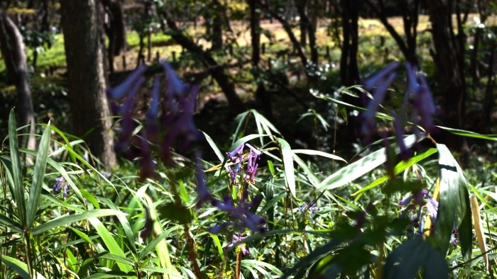 山四阿近くのムラサキケマン