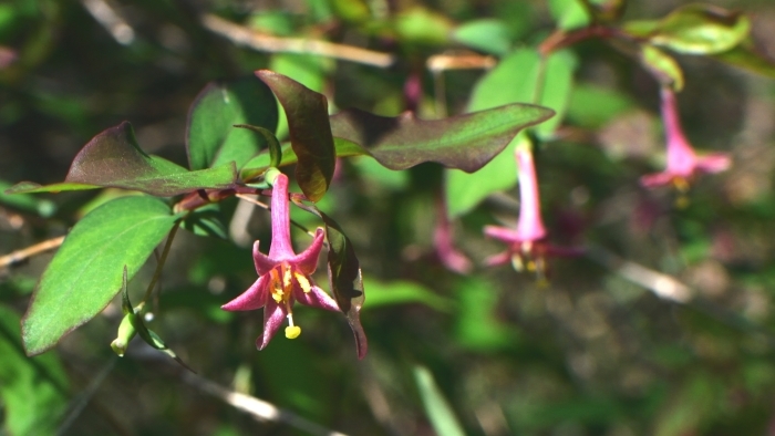 ウグイスカグラの花