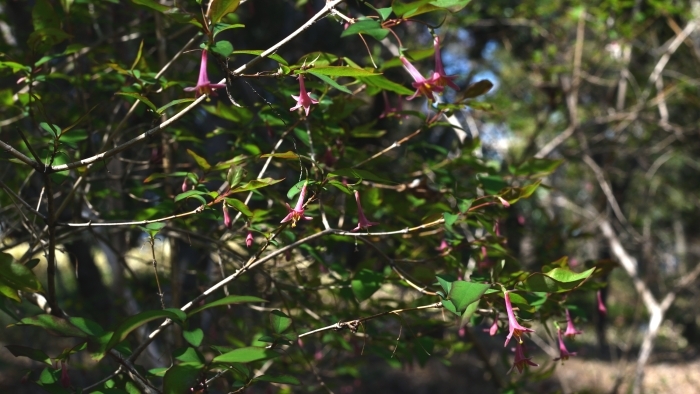 モミジ通りのウグイスカグラ