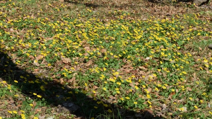 モミジ通りのキクザリュウキンカ