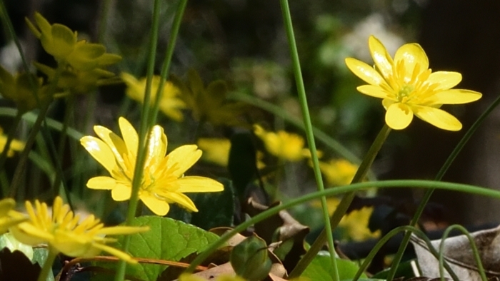 キクザリュウキンカの花