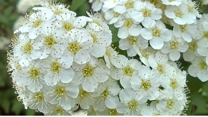 花木園のコデマリ