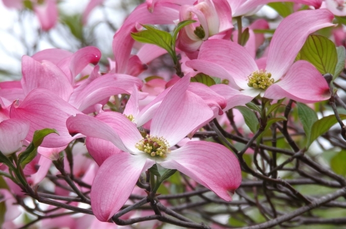 吉田茂像近くのハナミズキ