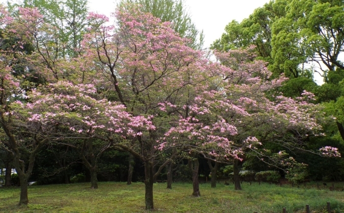 吉田茂像近くのハナミズキ