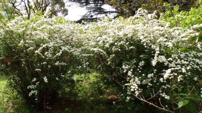 花木園のコデマリ