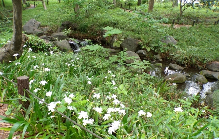 滝のほとりに咲くシャガ