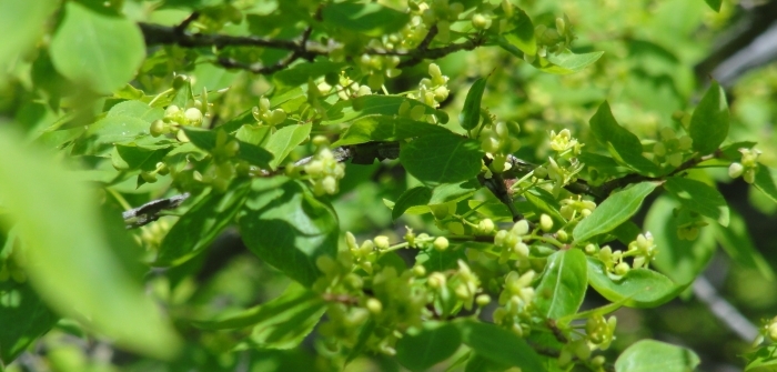 枝に咲くニシキギの花
