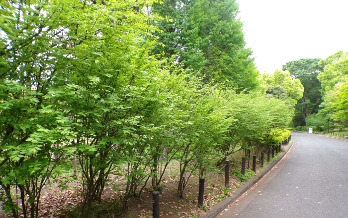 沿道に咲き並ぶニシキギ