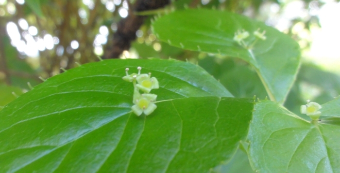 ハナイカダの葉と花
