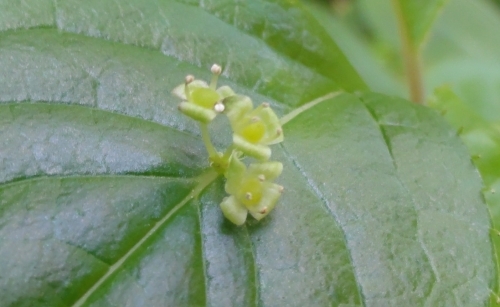 ハナイカダの花