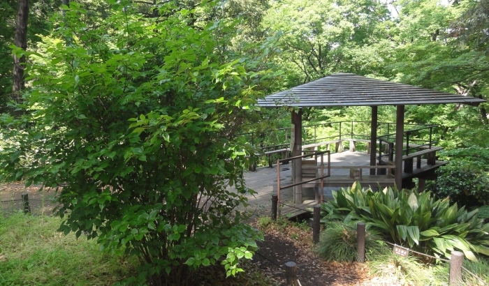 ハナイカダと四阿