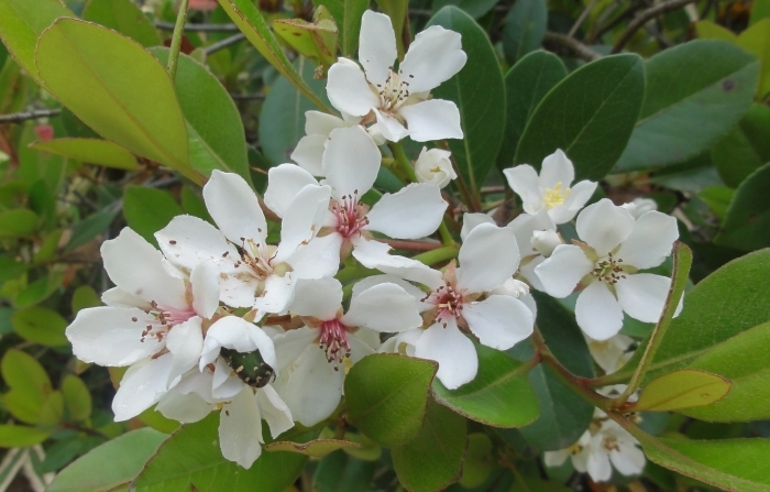 シャリンバイの花