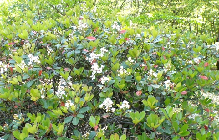 通りから見たシャリンバイ